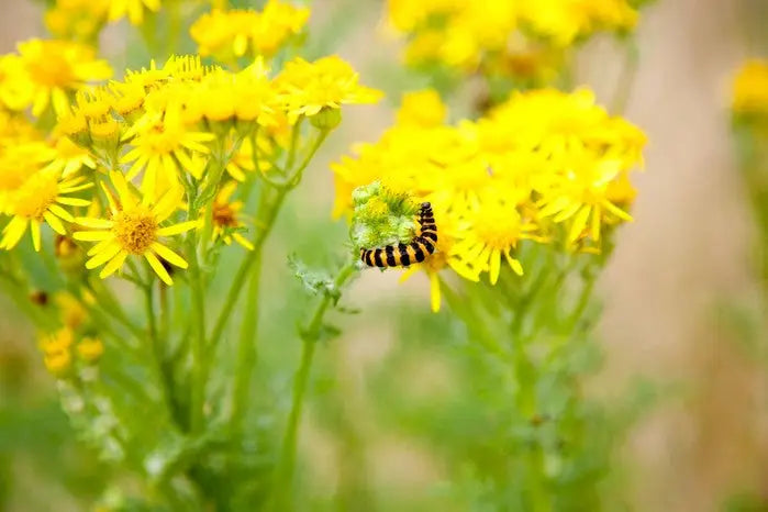 The Dangers Of Ragwort In You Horse Paddock