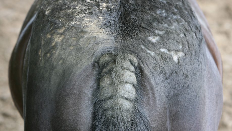 Sweet Itch In Horses