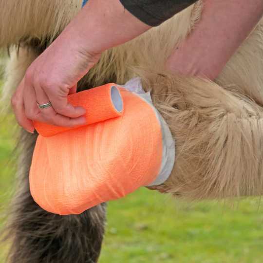 Aqueos Dealing With An Abscess-Barnstaple Equestrian Supplies