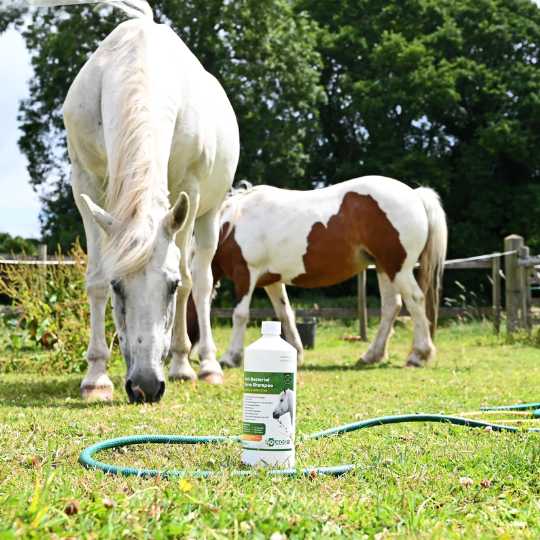 Aqueos Sweet Itch-Barnstaple Equestrian Supplies