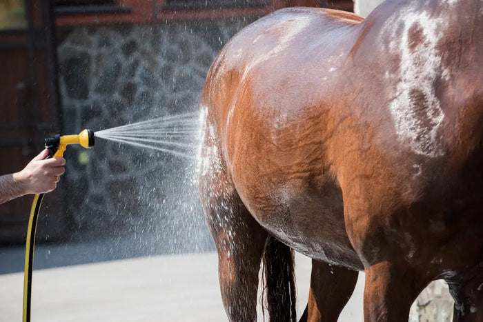Caring for your Horses During Hot Weather-Barnstaple Equestrian Supplies