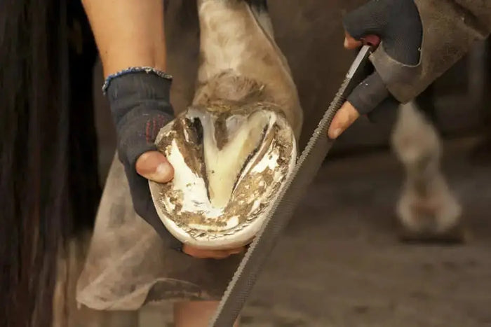 Coping With Laminitis with Low Sugar Feeds and Hoof Care Supplements-Barnstaple Equestrian Supplies