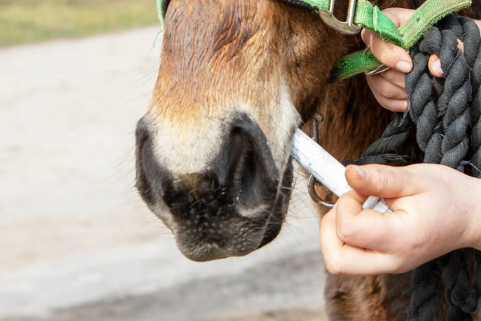 Discover Natural Alternatives to Horse Wormers for Healthier Equines-Barnstaple Equestrian Supplies