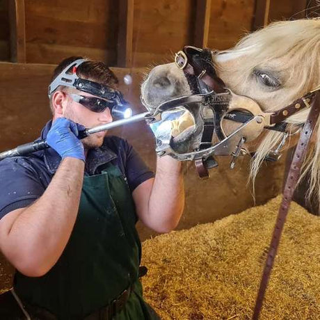 Equine Dentist 