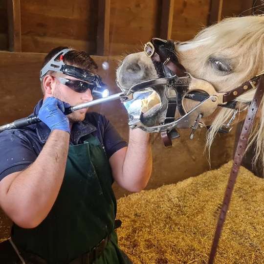 Do You Really Know What Your Equine Dentist Is Doing?-Barnstaple Equestrian Supplies