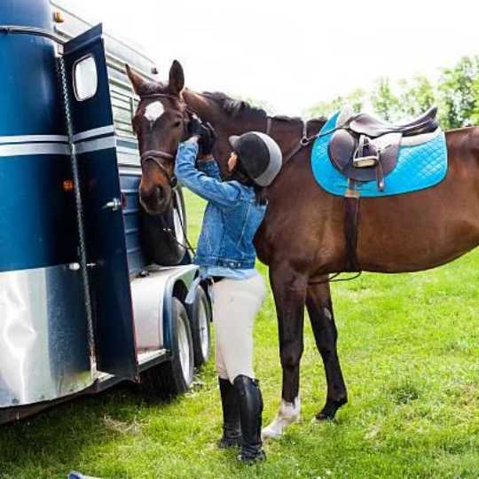 Horse Health When Being Transported-Barnstaple Equestrian Supplies