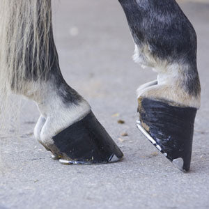 Horse Hoof Care What To Do For Healthy Hooves-Barnstaple Equestrian Supplies