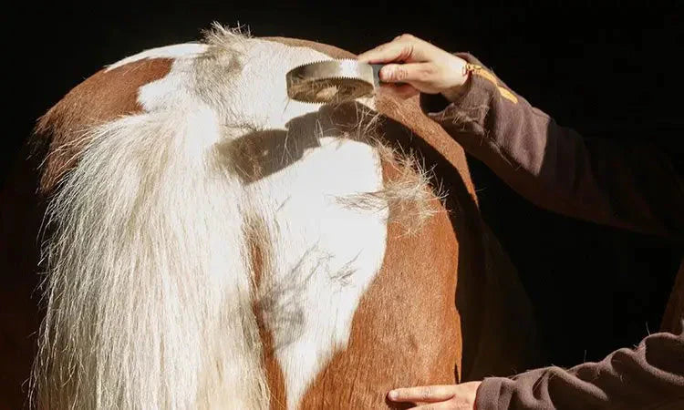 It’s Shedding Horse Season! How Best To Manage Your Horse Shedding Their Coat