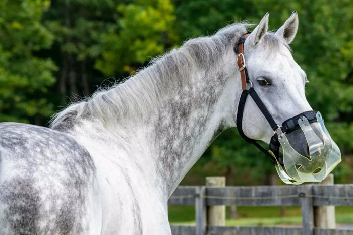 Thinline Grazing Muzzle : The Ultimate Guide to Fitting and Benefits for Your Horse