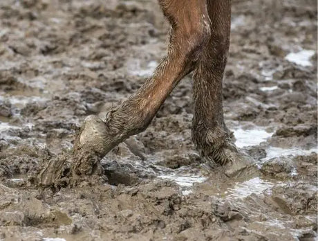 Barnstaple Equestrian Mud Fever In Horses