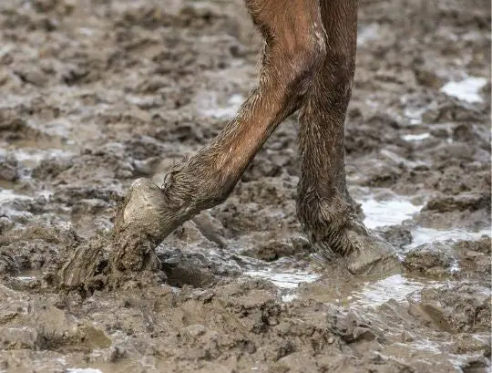 Mud Fever In Horses-Barnstaple Equestrian Supplies