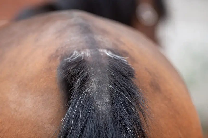 Sweet Itch In Horses And Sweet Itch Management-Barnstaple Equestrian Supplies