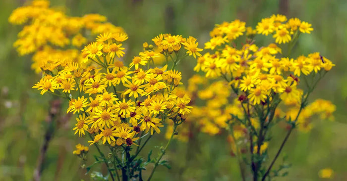 The Dangers of Ragwort