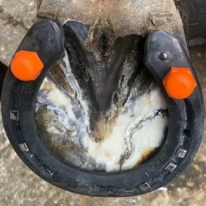 The New Polymer StudFast Studs Barnstaple Equestrian Supplies