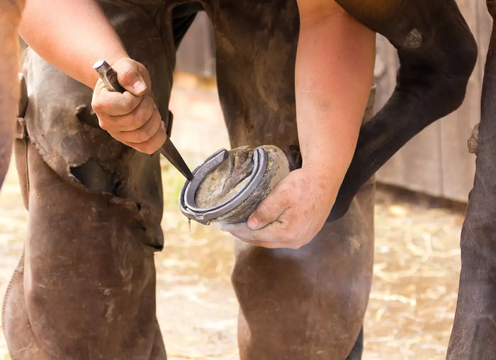 Top tips to keep your farrier happy-Barnstaple Equestrian Supplies