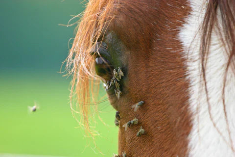 What Are The Best Fly Sprays For Horses