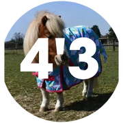 4'3 Turnout Rugs For Horses