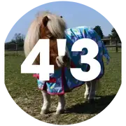 4'3 Turnout Rugs For Horses