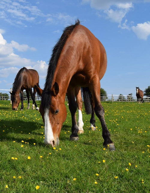 laminitics managing your laminitic horse horse feed for laminitis, hoof supplements for laminitics and when you need them laminitic horse treatments