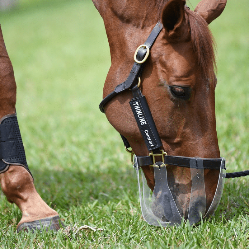 Grazing Muzzles For Horses to control weight gain restricting grazing to horses