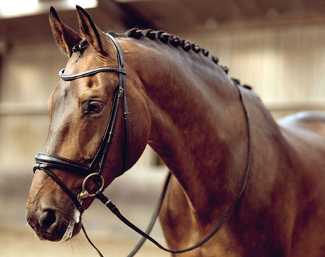 Calmers For Horses-Barnstaple Equestrian Supplies