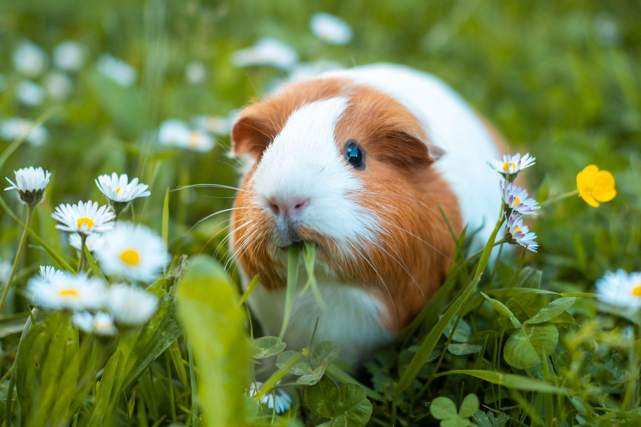 Caring For Guinea Pigs