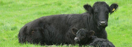 Cattle Husbandry