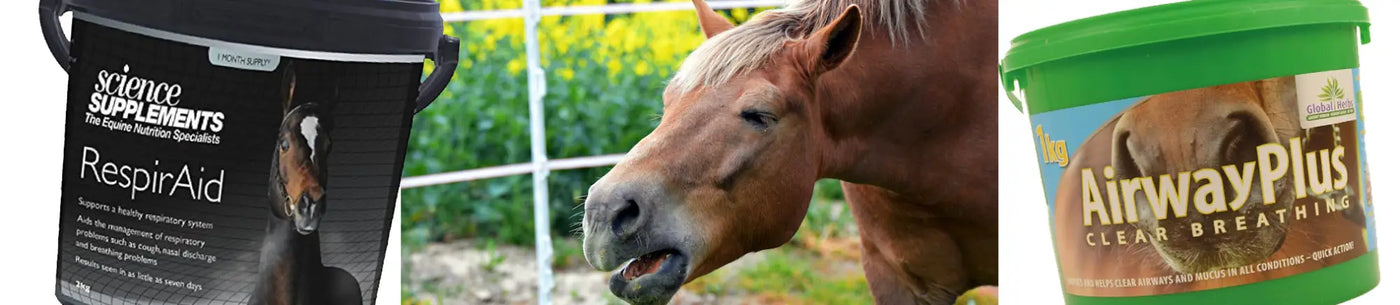 Horse supplement containers for respiratory health aiding persistent coughing in horses