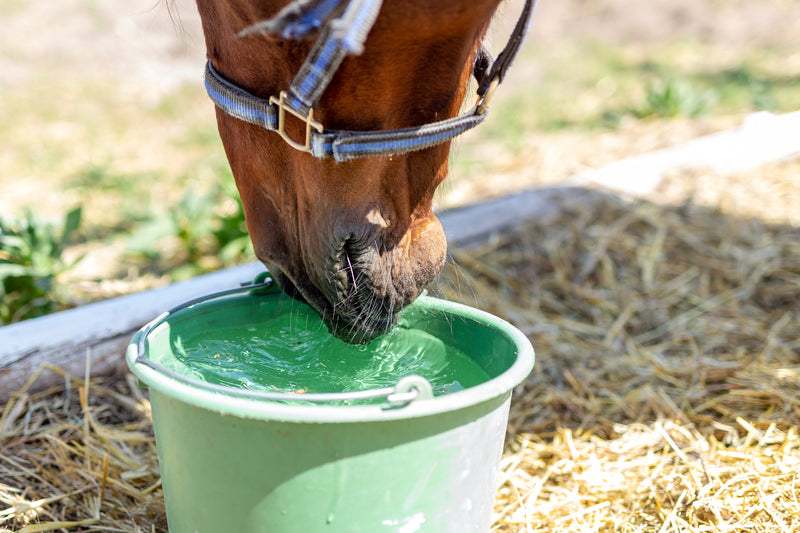 Horse Electrolytes for when your horse is competing and needs to place essential salts from Barnstaple Equestrian Supplies