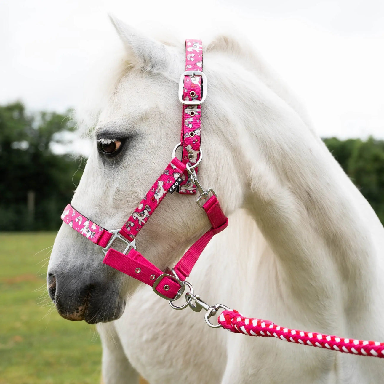 Gallop Headcollars & Lead Ropes