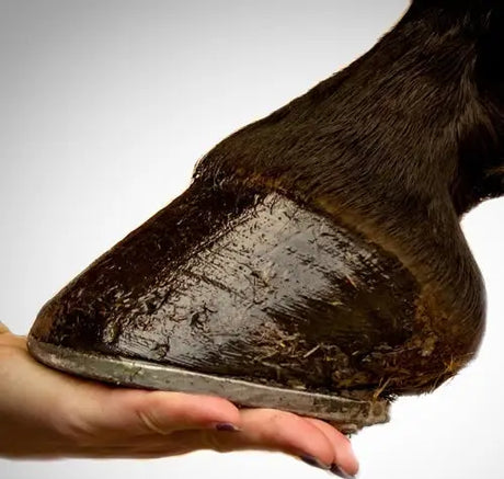 Horse Hoof Supplements-Barnstaple Equestrian Supplies