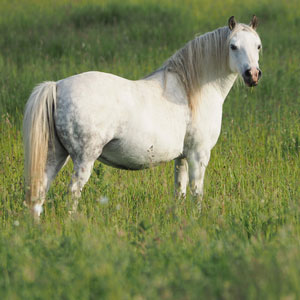 Laminitis In Horses