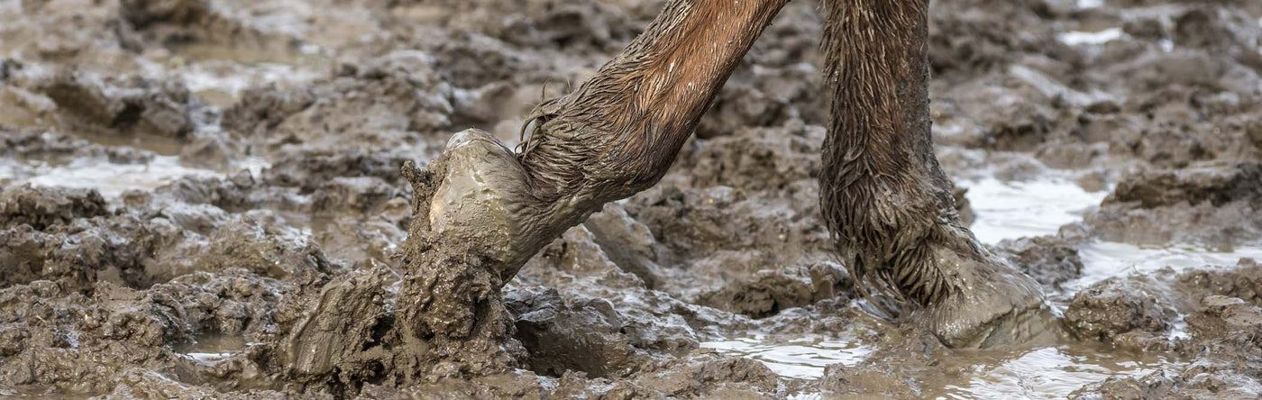 Treatments Of Mud Fever In Horses