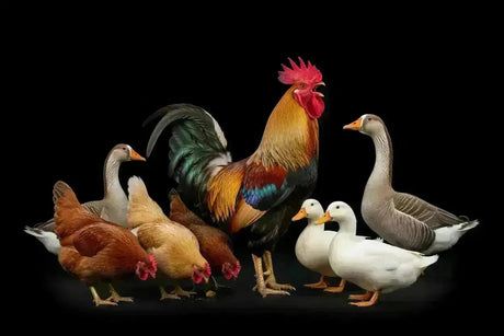 Poultry Products Black Friday