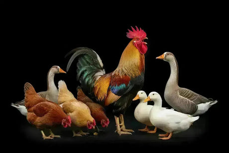 A vibrant multi-colored rooster with a bright red comb stands out in poultry products black friday collection