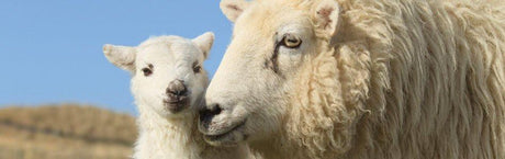 Sheep