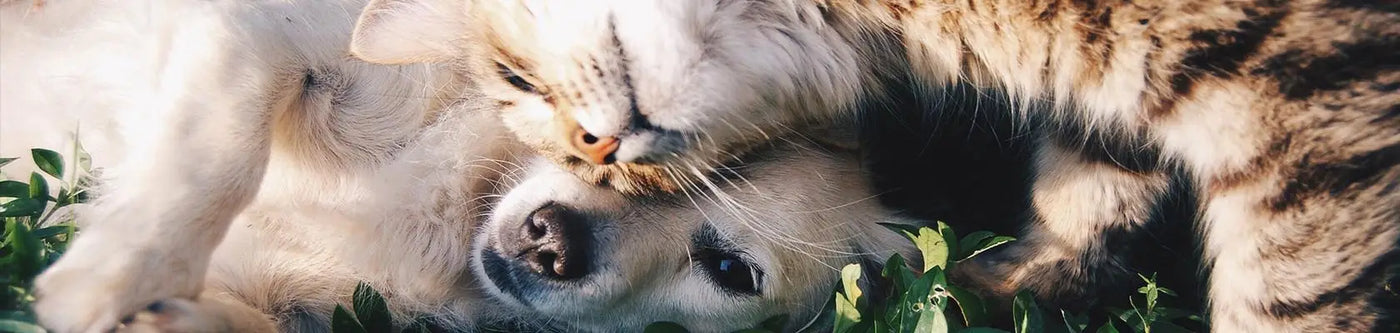 Fluffy cat and dog cuddling together, promoting animal health and harmony.