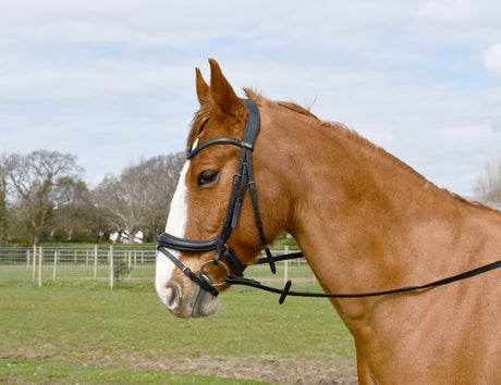Windsor Anatomical Flash Bridle Flash Bridles Barnstaple Equestrian Supplies