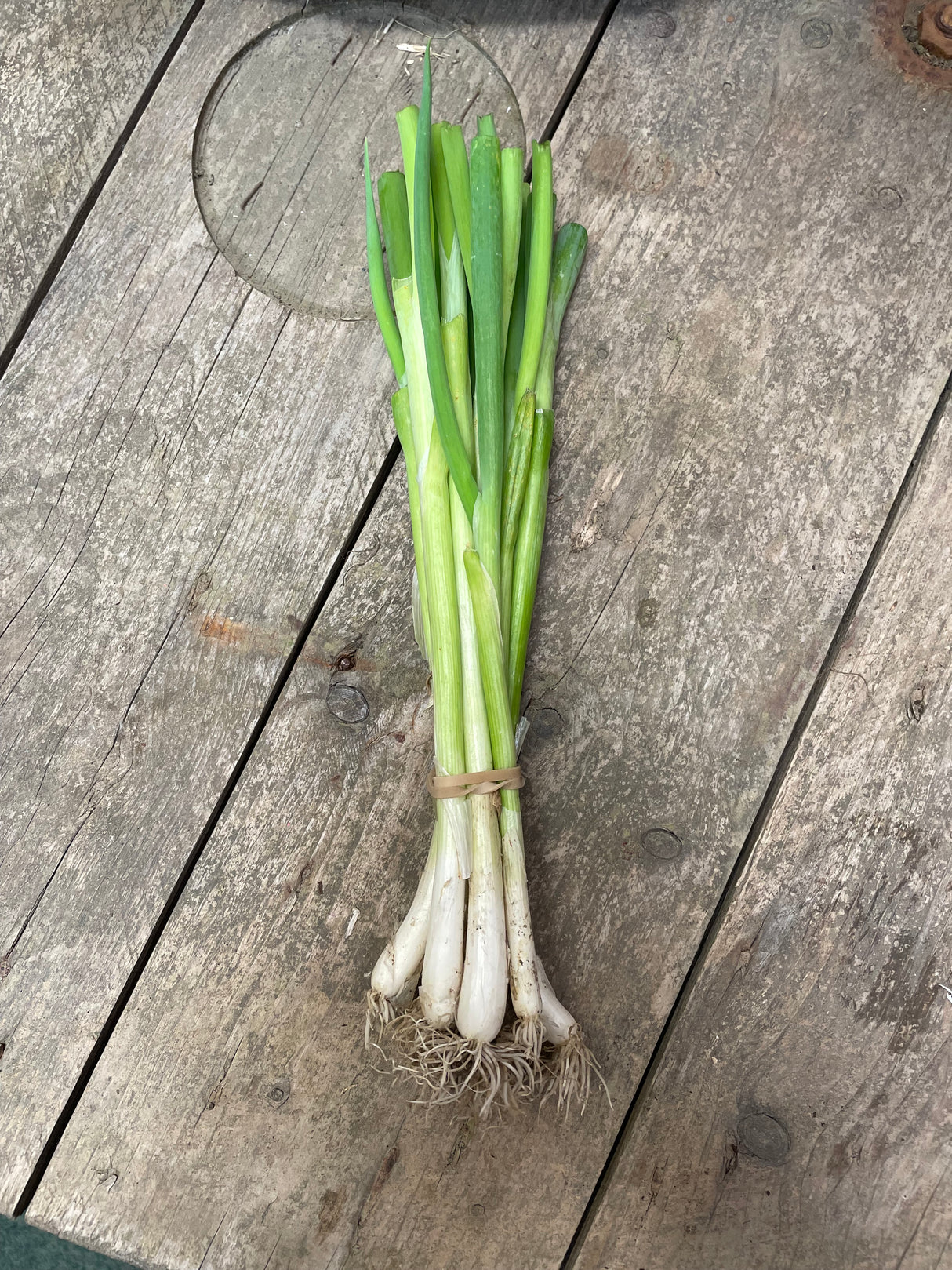 Organic Spring Onions