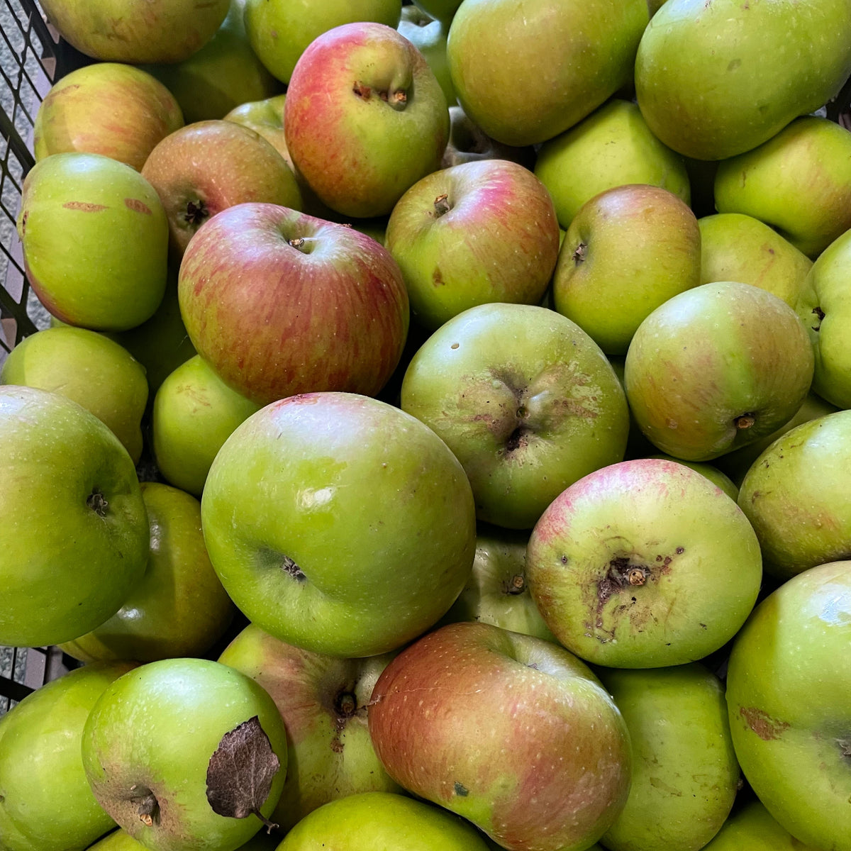 Local Bramley Apples