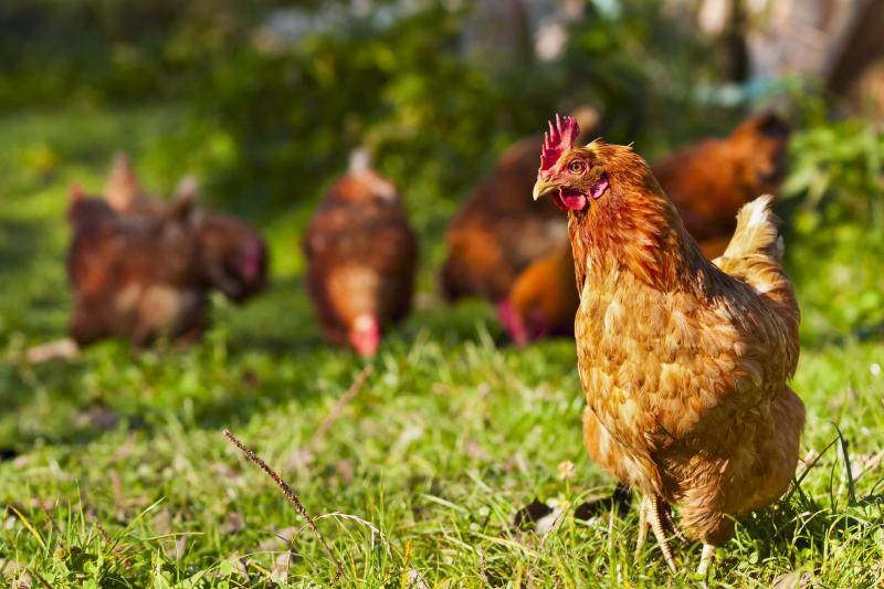 chicken feed in North Devon Barnstaple Equestrian Supplies