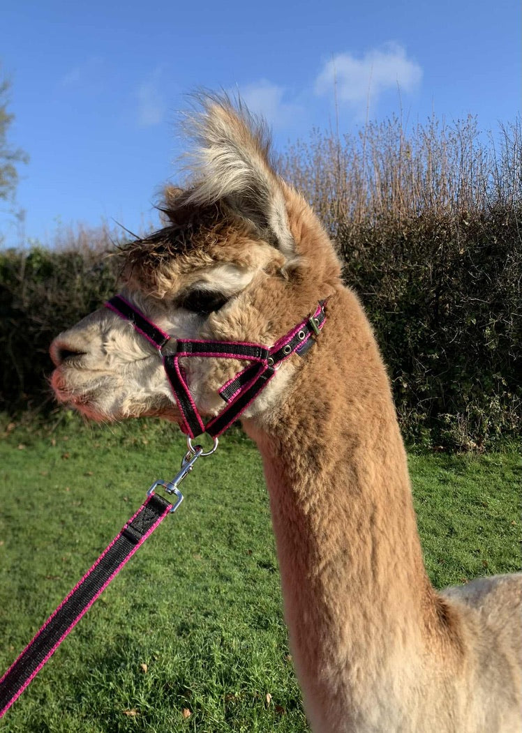Banbury Headcollar - For Minis, Alpaca, Llama, Sheep