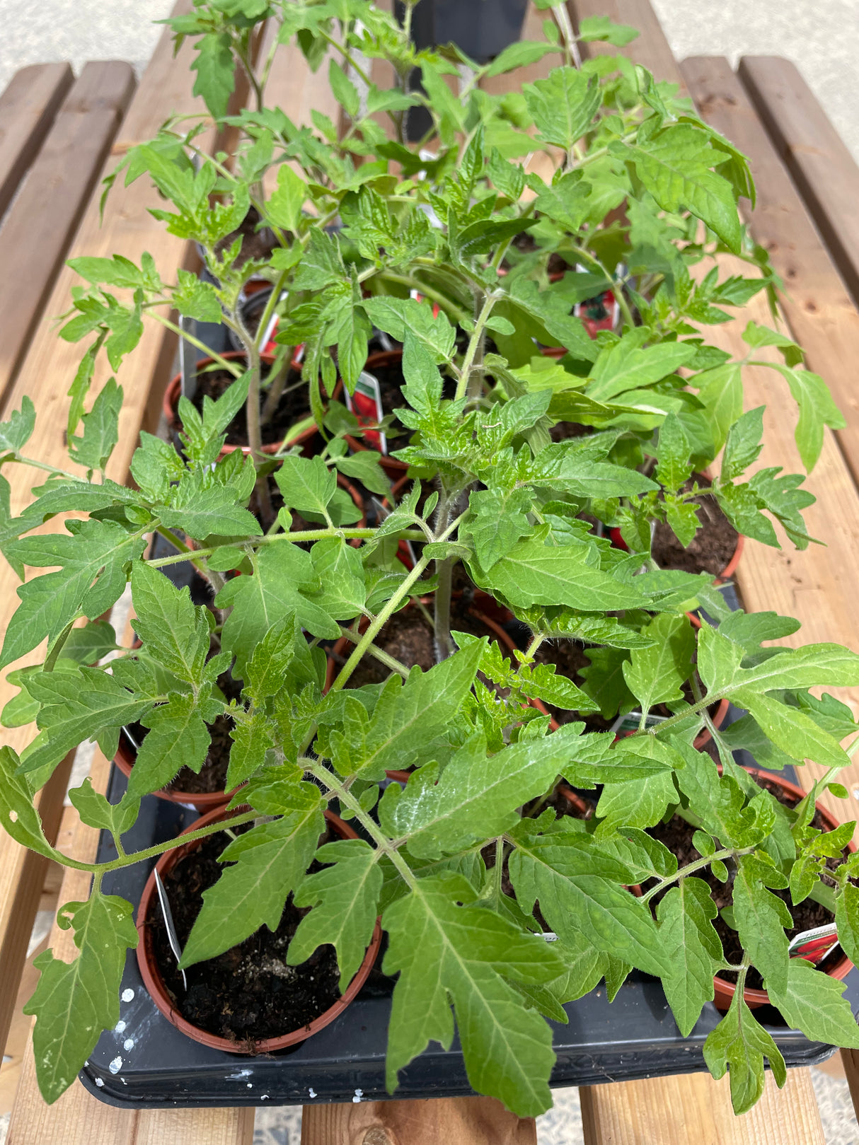 Tomato Plants