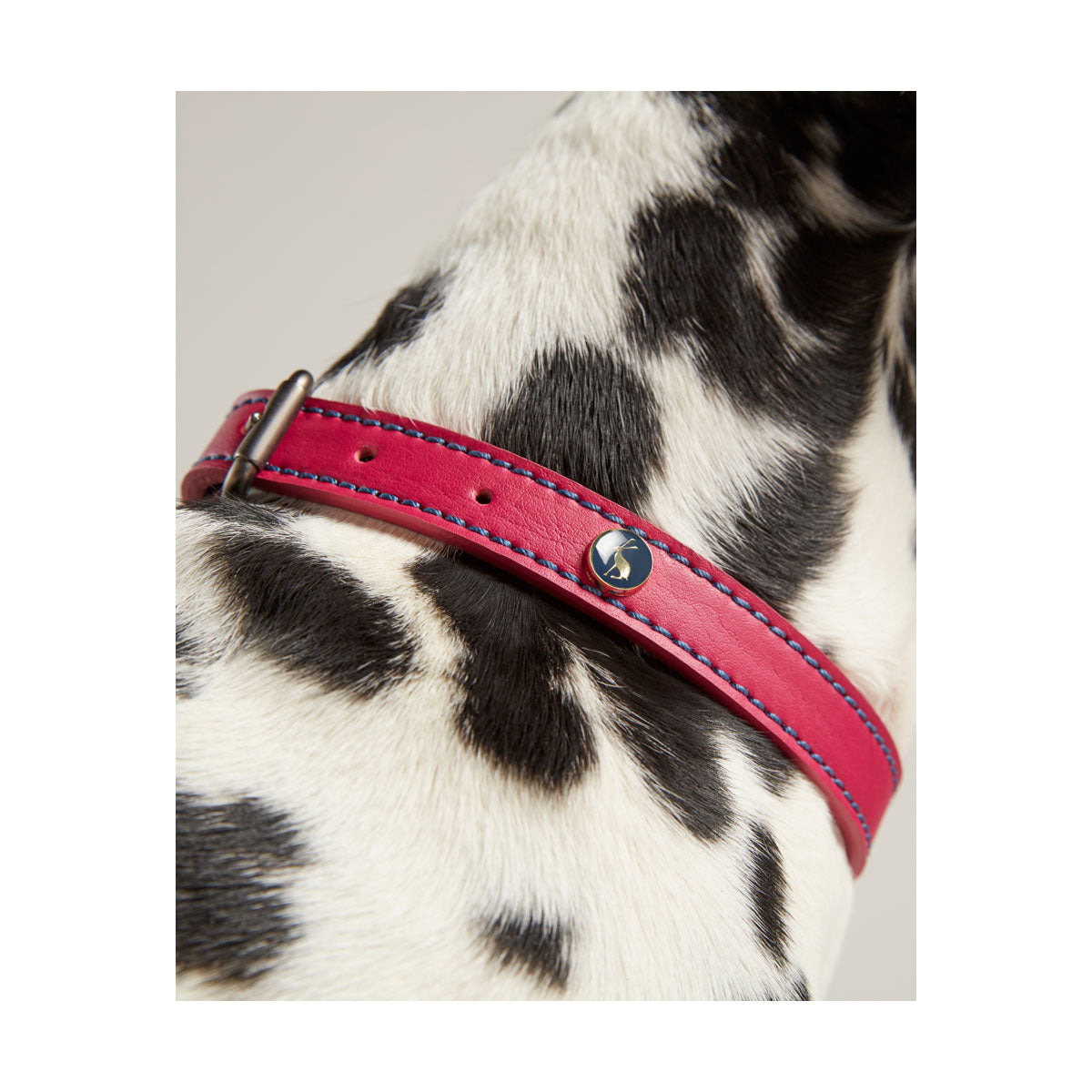 Joules Leather Dog Collar Dog Collar Barnstaple Equestrian Supplies