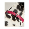 Joules Leather Dog Collar Dog Collar Barnstaple Equestrian Supplies