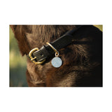 Benji & Flo Superior Rolled Leather Dog Collar Dog Collar Barnstaple Equestrian Supplies