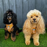 Two poodles wearing matching alfresco pup faux leather dog harnesses in camel color from pup chic boutique