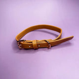 A tan leather dog collar with camel colour buckle and d-ring alfresco pup vegan leather dog collar