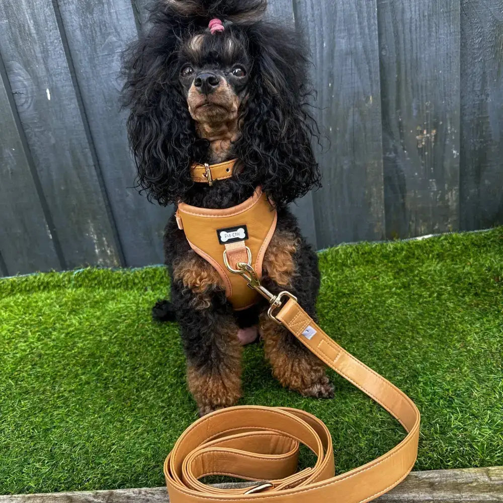 Tan leather dog harness with matching leash featuring alfresco pup vegan camel colour buckle dog collar