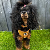 A black and tan poodle wearing an alfresco pup vegan leather dog collar with a camel colour buckle and tan harness